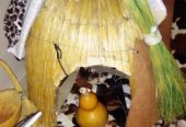 IN Lephalale SANGOMA✯✯★彡[+27710667601]彡TRADITIONAL HEALER IN Letsitele STELLENBOSCH, SOMERSET WEST, SALDANHA, ROBERTSON, PRINCE ALBERT, PLETTENBERGBAY, PAROW SOUTH AFRICA